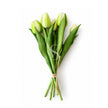 tulipani real touch bianco