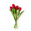 tulipani real touch rosso